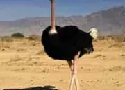 Quiz L'aigle ou l'autruche d'Afrique