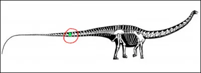 Combien mesure le diamètre d’une vertèbre d’un diplodocus (en millimètres) ?