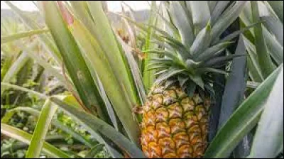Ananas : quels sont les deux premiers pays producteurs ?
