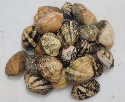 Quel est le nom de ces petits crustacés ?