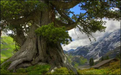 Qui a créé le mouvement politique "Le Chêne" ?