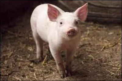 Quel prénom est-il interdit de donner à un cochon d'après une loi française ?