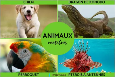 Aimes-tu les animaux ?