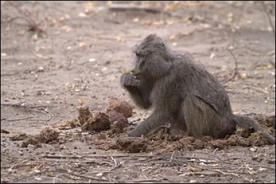 Quels édifices étaient aptes à récupérer les fientes des pigeons, denrées rares jusqu'au milieu du XXe siècle ?