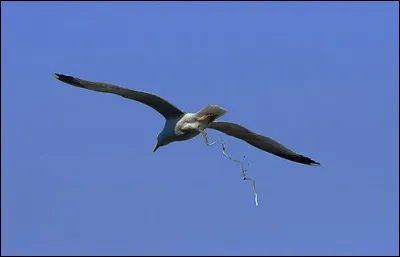 Sous quelle forme l'acide urique précipite-t-il dans les fentes aviaires ?