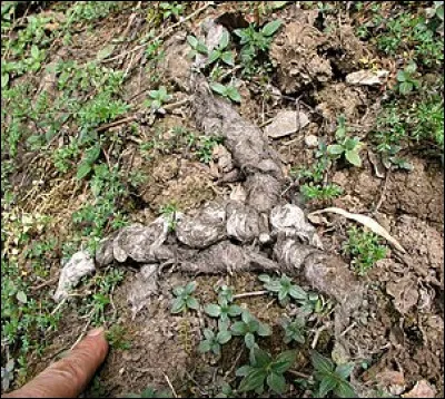 Qu'est-ce que la cæcotrophie ?