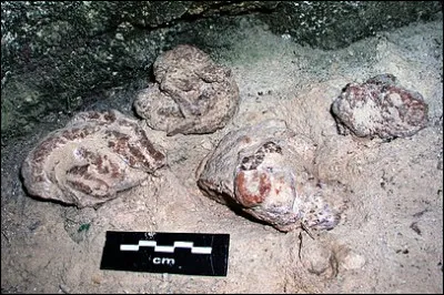 Quelle réponse les coliformes donnent-ils au test à l'oxydase ?