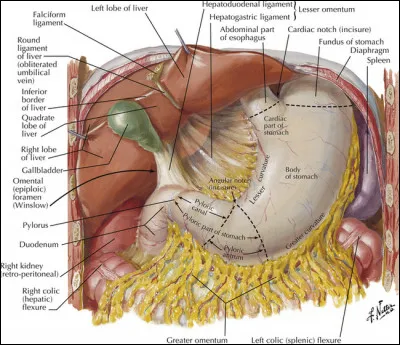 Quel organe est atteint dans la cirrhose ?
