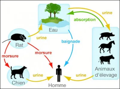 Quel animal est l'un des principaux réservoirs de la leptospirose, due à des bactéries du genre leptospira ?