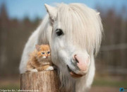 Chat ou cheval ?