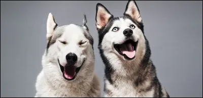 Quel caractère aimerais-tu avoir ?