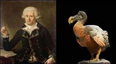 Le dernier dodo est, officieusement, mort en 1681. Menant le premier tour du monde français, le comte et capitaine, Louis-Antoine de Bougainville, aurait-il pu admirer, voire manger de la chair de cet oiseau, espèce qui était endémique de l'île Maurice ?