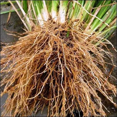 Quelle plante portant un nom issu du tamoul poss&egrave;de des racines tr&egrave;s longues qui sont tr&egrave;s utilis&eacute;es en parfumerie ?