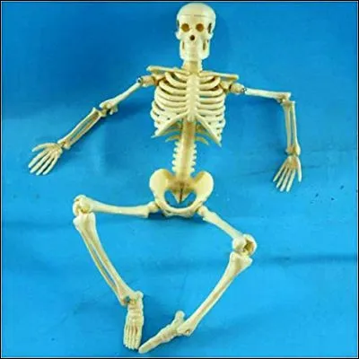 Quelle partie du corps se situe juste au-dessous de l�occiput ?