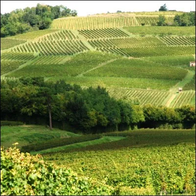 Quelle r&eacute;gion du vignoble bordelais produit les vins appel&eacute;s cadillac et loupiac ?