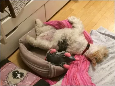 Quels sont tes animaux préférés ?