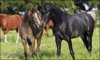 Quel autre nom donne-t-on au ''boute-en-train'', cheval qu'on utilise pour v&eacute;rifier si les juments sont en chaleur et dispos&eacute;es &agrave; l'accouplement ?