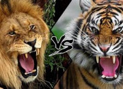 Quiz Lion ou tigre ?