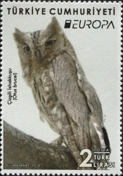 Cette espèce de strigidé - non, ce n'est pas un gros mot ! - vit du Moyen-Orient jusqu'en Asie centrale. Quel est son nom ?