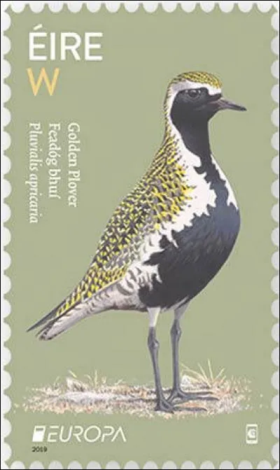 C'est une espèce d'oiseau limicole (petit échassier) de taille moyenne (28 cm de longueur) appartenant à la famille des Charadriidae. Qui est-il ?