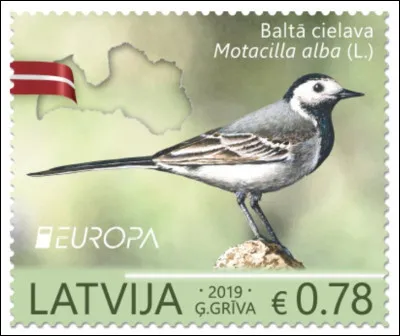 La bergeronnette grise est une espèce de petit passereau de la même famille que les pipits et la sentinelle. Elle a un autre nom : lequel ?