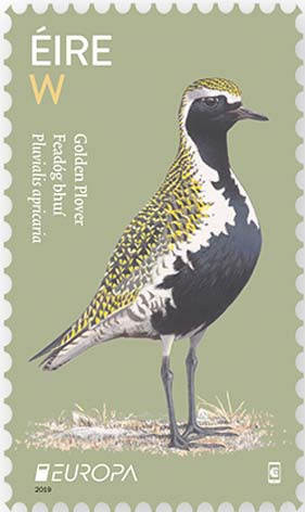 Quiz Oiseaux