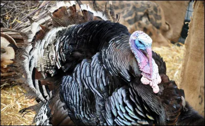 Ne soyez pas celui de la farce et terminez victorieusement !