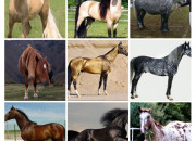 Quiz Connais-tu bien les races de chevaux ?