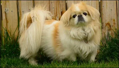 Ce petit chien de compagnie est un [pé...nois].