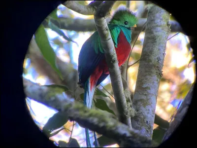 "C'était des quetzals !" Y a-t-il une faute ?