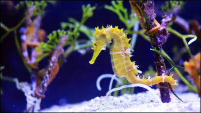 Très simple pour finir, les hippocampes font partie de la famille des :