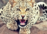 Quiz Le lopard d'Afrique