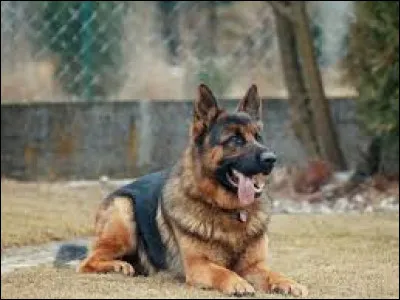 Quel est le nom de cette race de chiens ?