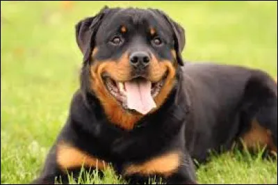 Quel est le nom de cette race de chiens ?