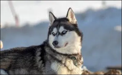 Quel est le nom de cette race de chiens ?