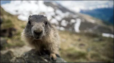 Durant quel mois les marmottes s'accouplent-elles ?