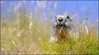 Durant combien de mois la marmotte hiberne-t-elle ?