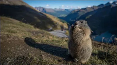 Dans lequel de ces pays la marmotte est-elle dégustée au sein du "boodog" ?