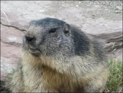 Que fait beaucoup celui que l'on surnomme la marmotte ?