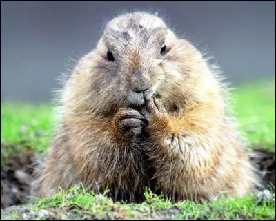 Où les bouts de la marmotte sont-ils noués ?