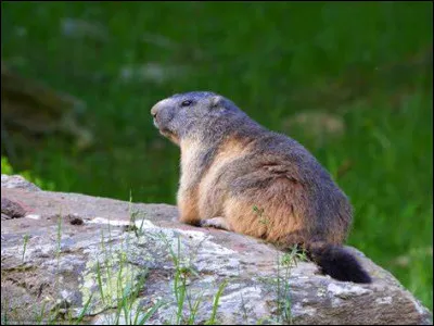 Quel animal était anciennement appelé le marmot ?