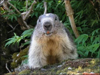 En marine, que conserve-t-on dans la marmotte ?