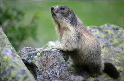 Comment la malle surnommée "marmotte" en France est-elle appelée au Canada ?