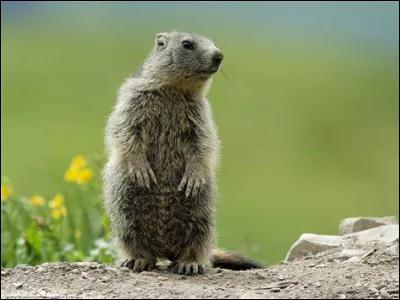 Quel est l'autre nom du jeu de la marmotte ?