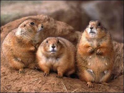 Lequel de ces termes représente la marmotte chez les anglophones ?