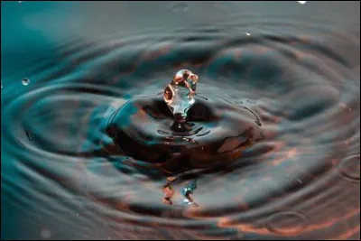 Laquelle de ces espèces est la plus toxique pour l'homme ?