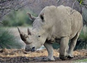 Quiz Le rhinocros d'Afrique