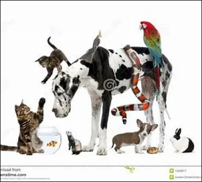 Veux-tu que le parc ait des animaux ?