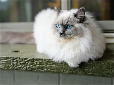 Quelle race de chat apercevons-nous ici ?