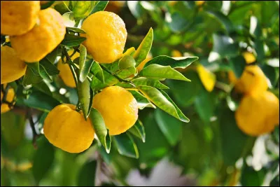 Quel type d'agrume apercevons-nous ici ?